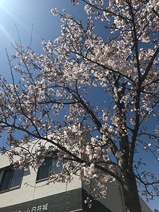 桜と施設の外観