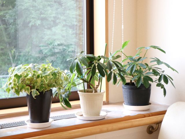 窓辺に置かれた観葉植物 窓際 窓辺には緑を感じさせる観葉植物が配置され、自然光が差し込む癒しのスペースがあります。ゆったり過ごせる環境を大切にしています。