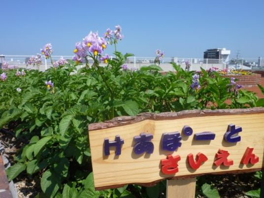 中庭の看板と花