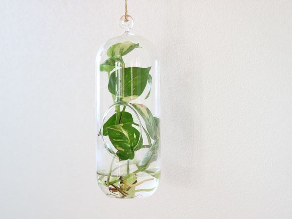 吊るされた観葉植物の装飾