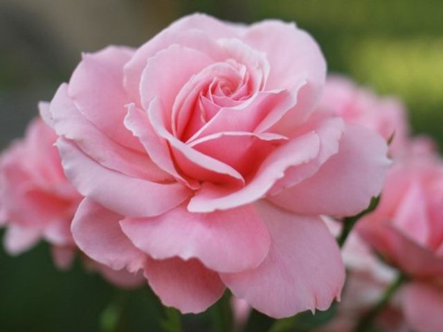 ピンクのバラのクローズアップ お花 美しいバラが咲く庭は、季節の移ろいを感じることができ、訪れる人にやすらぎを提供しています。