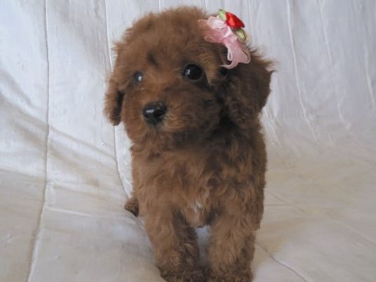 小さな茶色い犬と花飾り