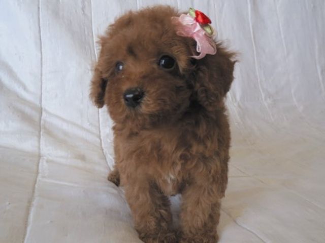 小さな茶色い犬と花飾り 動物 おしゃれなアクセサリーをつけた小さな犬が、明るい雰囲気を作り出しています。職員とのふれあいも楽しみながら、やりがいのある毎日を過ごせます。
