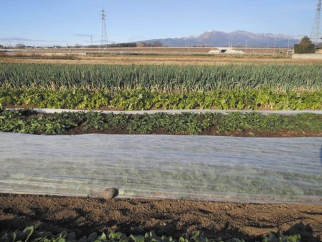 農園の風景 家庭菜園 広々とした農園で、新鮮な野菜を栽培しています。利用者様と一緒に農作業の楽しさを体験できる空間です。