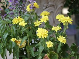 黄色い花と紫の花の寄せ植え