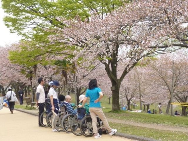 桜の下で車椅子散歩 レクリエーション 桜並木を眺めながら、穏やかな時間を過ごせる散歩コースが魅力です。自然に囲まれた環境でのびのびと働ける場所をご提供します。