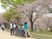 桜の下で車椅子散歩