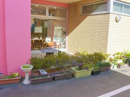 ピンクの壁と緑の植物