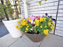 カラフルな花が咲く鉢植え