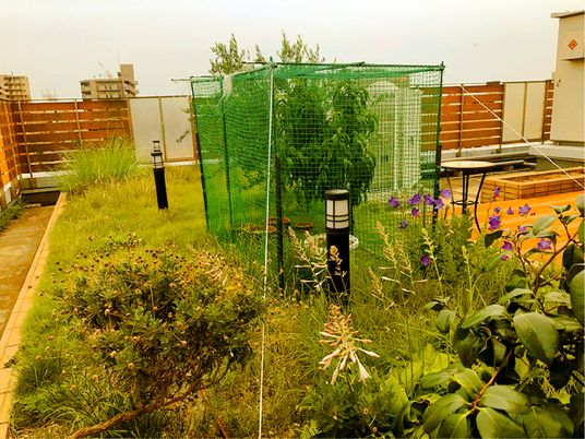 緑あふれる屋上庭園