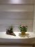 癒しの植物ディスプレイ