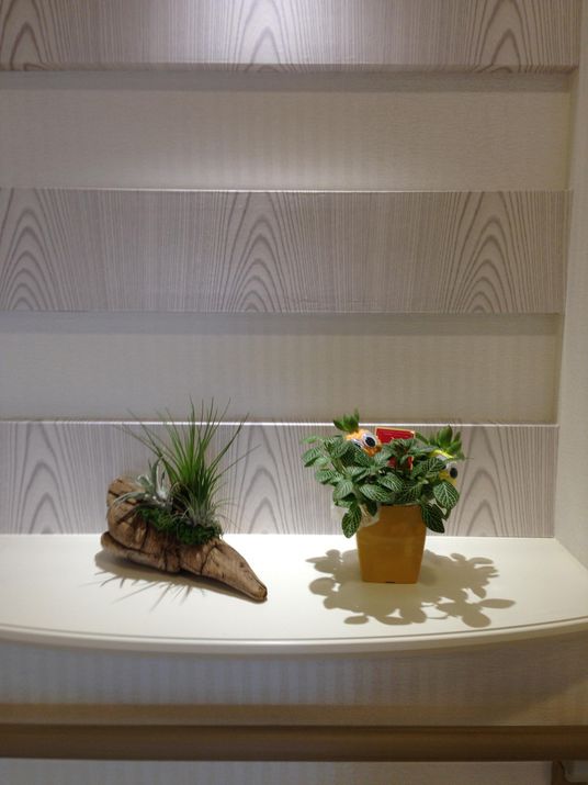 癒しの植物ディスプレイ