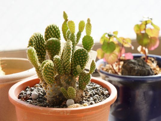 窓辺の観葉植物