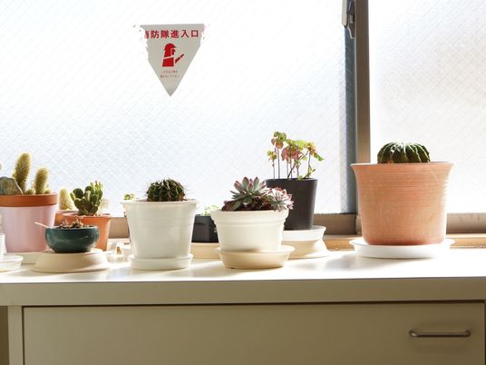 多様な観葉植物の並び
