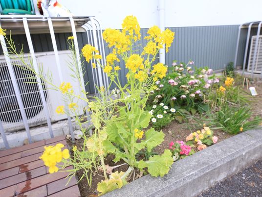 色とりどりの庭の花壇