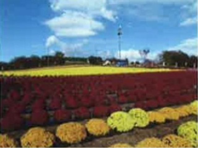 カラフルな花壇と広場 お花畑1 ゆとりある花々に囲まれた広場は、日常の憩いの場としてご利用いただけます。自然に触れ合いながら穏やかな時間をお過ごしいただける空間です。