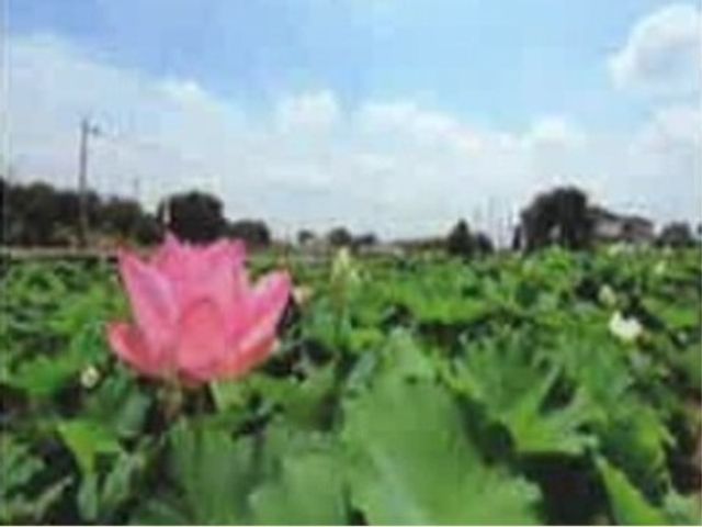 蓮が一輪咲く庭 お花畑2 ゆったりとした時間が流れる風景が皆様をお出迎えします。自然に囲まれて、心安らぐひとときをお過ごしいただけます。