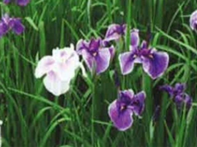 紫色の美しい花と緑 お花畑3 ゆったりとした時間が流れる屋外空間です。心を癒す自然の美しさを間近に感じながら、安らぎのひとときを過ごせます。