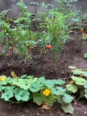 中庭の緑と植物