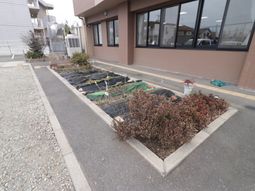建物外観と植え込み