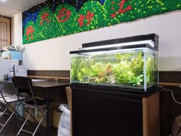 緑豊かなアクアリウム