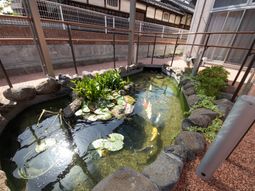 和風庭園と錦鯉
