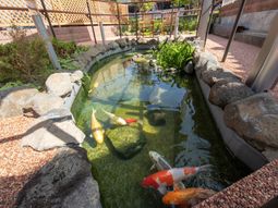 中庭の錦鯉の池