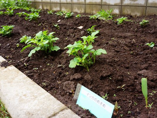 土に植えられた緑の野菜