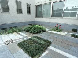 静かな庭の風景