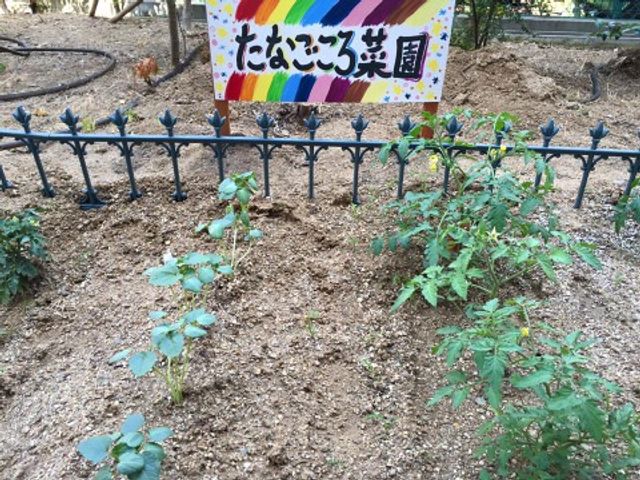色とりどりの看板と植物 中庭 手入れが行き届いた植物が生い茂る温かい雰囲気の空間で、心地よい時間を過ごすことができます。