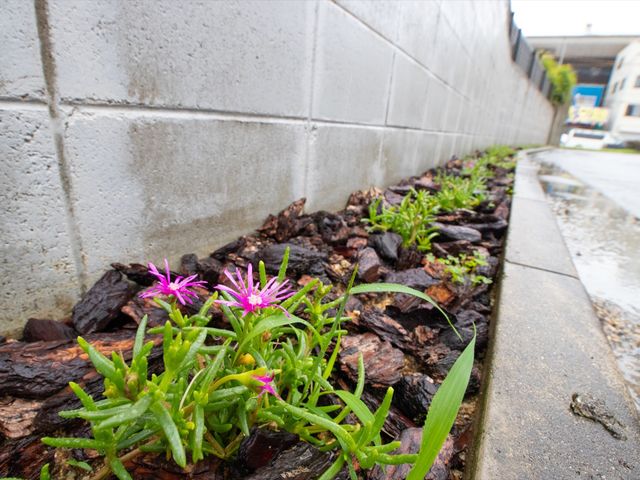 花を添えた施設前の景観 植栽 植栽された花々が施設の門を彩り、訪れる方々にぬくもりを提供しています。公共の場所としても開放され、コミュニティの一員として積極的に関わっています。