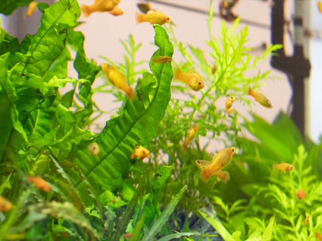 金魚が泳ぐ水槽の様子 水槽 明るく穏やかな雰囲気のラウンジには、観賞用の水槽が設置されており、訪れる方々の癒しになっています。