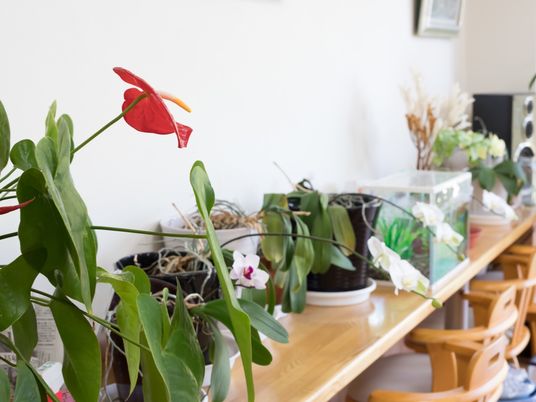 多様な植物のある居室