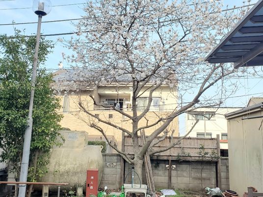 春の住宅風景