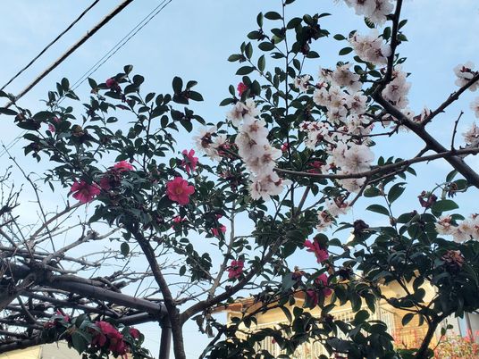 植物が色づく外観