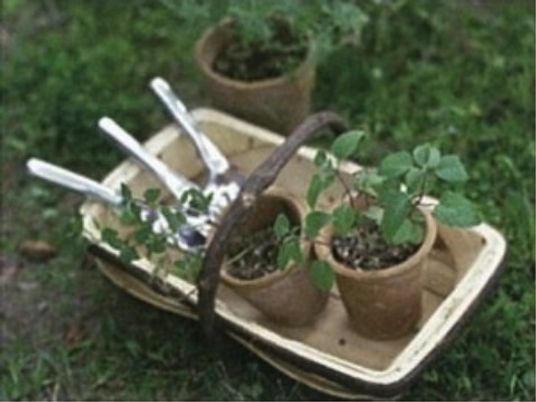 植物のある庭