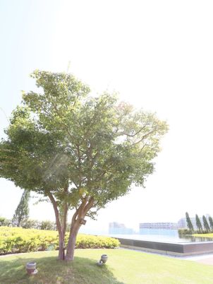 緑豊かな中庭の様子