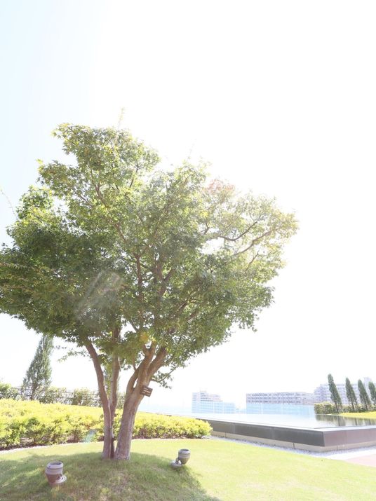 緑豊かな中庭の様子