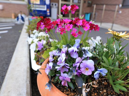 カラフルな花が植えられた中庭