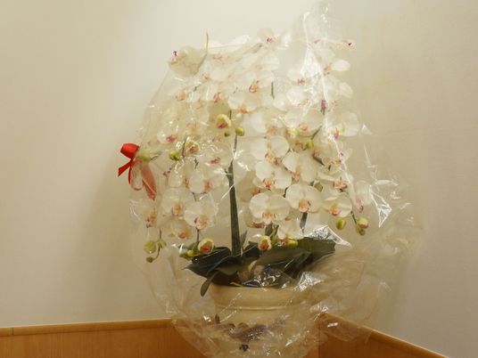盛大な胡蝶蘭の贈り物