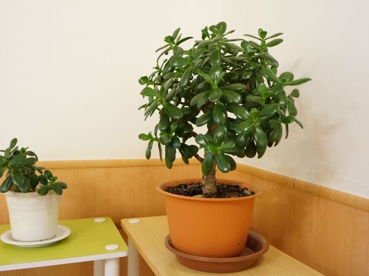 緑豊かな観葉植物