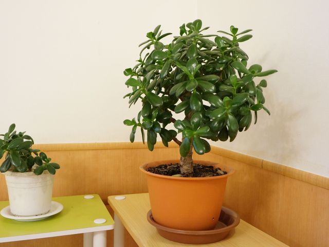 緑豊かな観葉植物