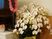 白い胡蝶蘭が咲く室内