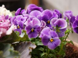 きれいな紫の花