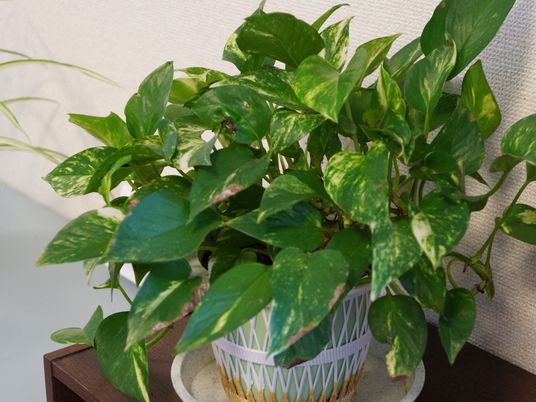 緑豊かな観葉植物