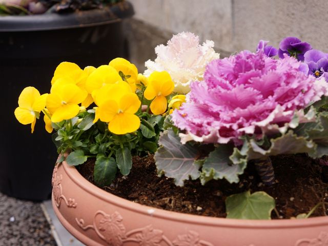 彩り鮮やかな花壇植栽 花 中庭に添えられた彩り豊かな花々が、穏やかな時間を演出しています。自然の恵みを感じながら、ご高齢の方々の心身の癒しに資する空間です。