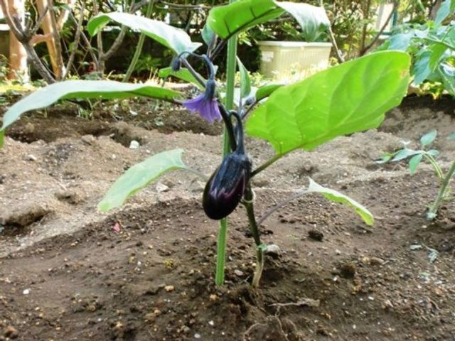 庭の生える茄子