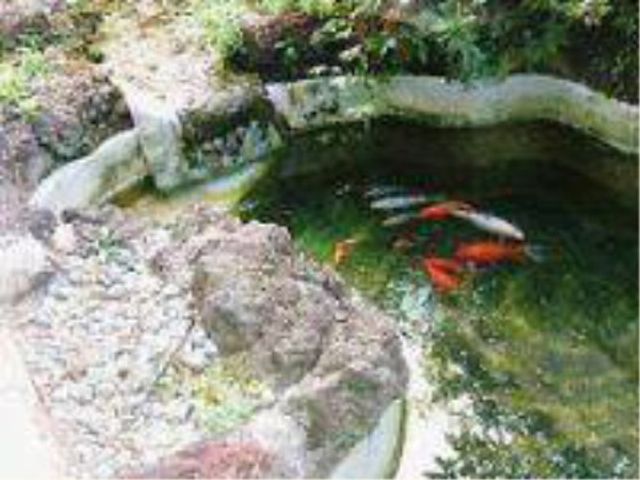 中庭の錦鯉