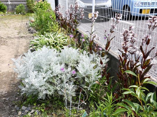 植栽された緑の庭