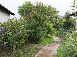 緑豊かな中庭風景